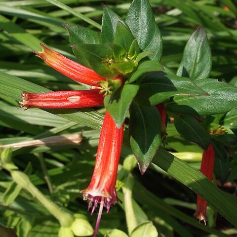 Cuphea micropetala unspecified picture