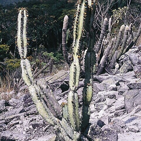 Cipocereus crassisepalus unspecified picture
