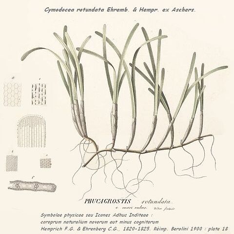 Cymodocea rotundata unspecified picture