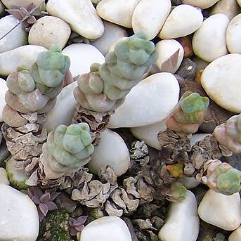 Crassula plegmatoides unspecified picture