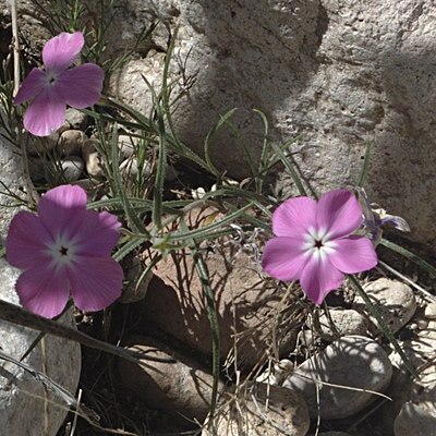 Phlox triovulata unspecified picture