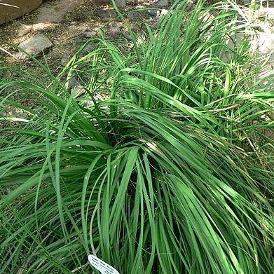Nolina microcarpa unspecified picture