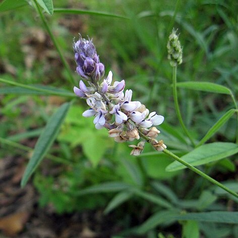 Orbexilum pedunculatum unspecified picture