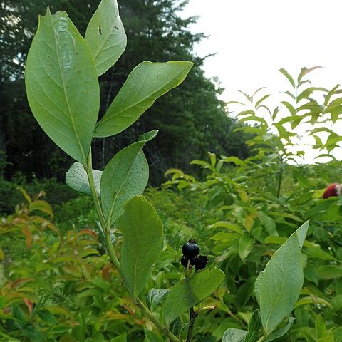 Vaccinium fuscatum unspecified picture