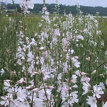 Sidalcea campestris unspecified picture