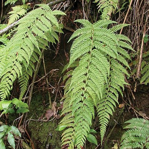 Polystichum uahukaense unspecified picture