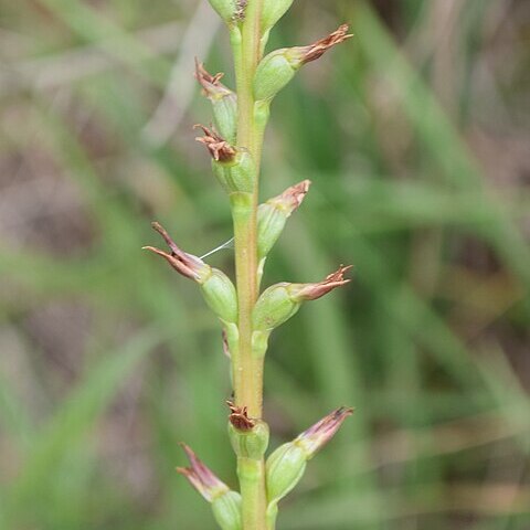 Prasophyllum anticum unspecified picture