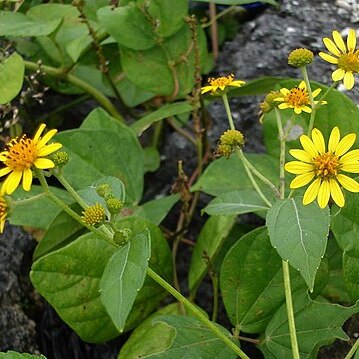 Wollastonia unspecified picture