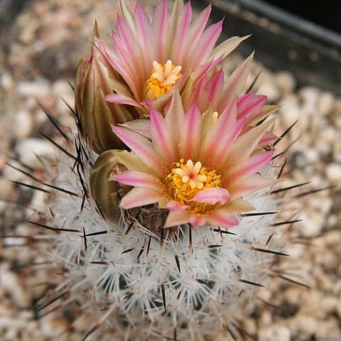 Rapicactus unspecified picture