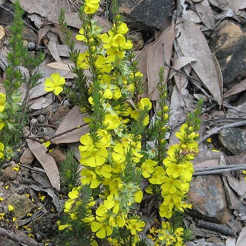Hibbertia prostrata unspecified picture