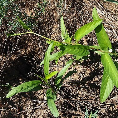 Ipomoea lonchophylla unspecified picture