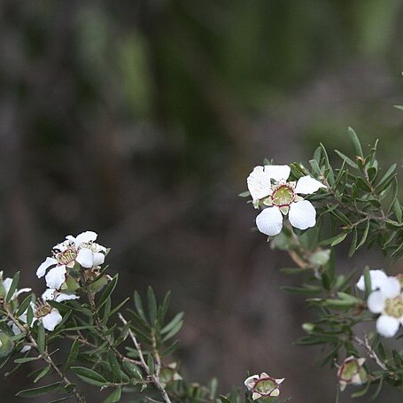 Leptospermum juniperinum unspecified picture