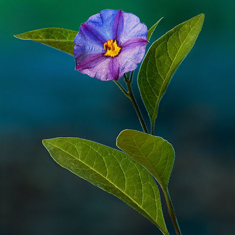 Lycianthes unspecified picture