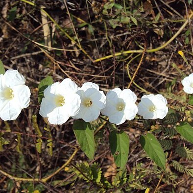 Merremia umbellata unspecified picture
