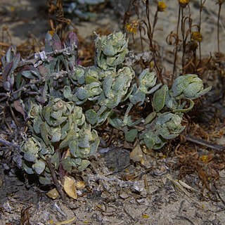 Atriplex coronata unspecified picture