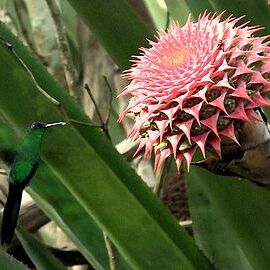 Aechmea multiflora unspecified picture