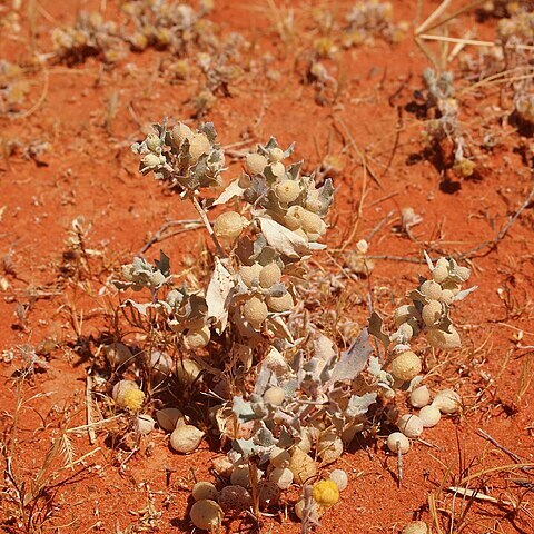 Atriplex holocarpa unspecified picture