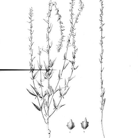 Atriplex tularensis unspecified picture