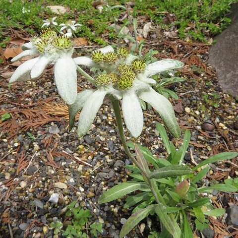 Leontopodium discolor unspecified picture