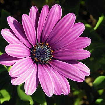 Dimorphotheca unspecified picture