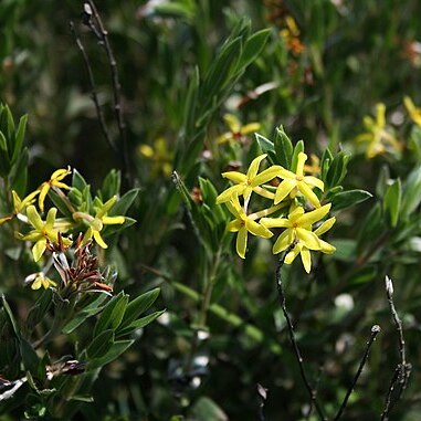 Lasiosiphon splendens unspecified picture