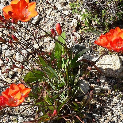 Tritonia crocata unspecified picture