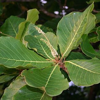Terminalia unspecified picture