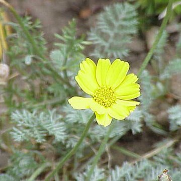 Anthemis marschalliana unspecified picture