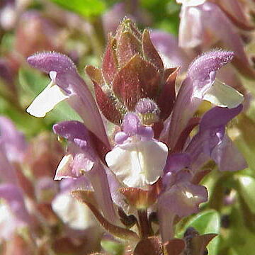 Scutellaria unspecified picture