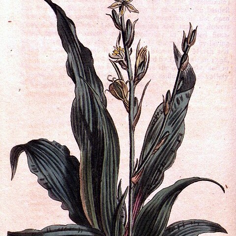 Chlorophytum inornatum unspecified picture