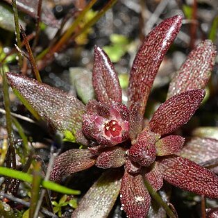 Crassula closiana unspecified picture