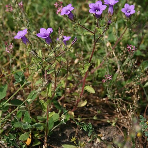 Campanula dichotoma unspecified picture