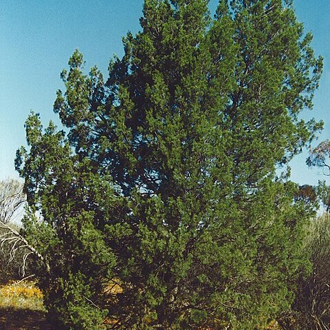 Callitris columellaris unspecified picture