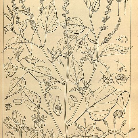 Celosia pulchella unspecified picture
