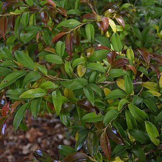 Camellia crassipes unspecified picture