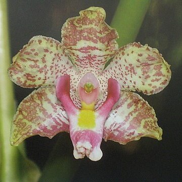 Cyrtopodium cipoense unspecified picture