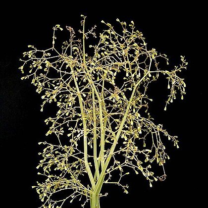 Euphorbia ephedromorpha unspecified picture