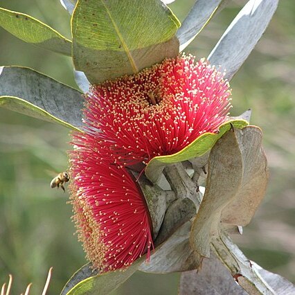 Eucalyptus macrocarpa unspecified picture