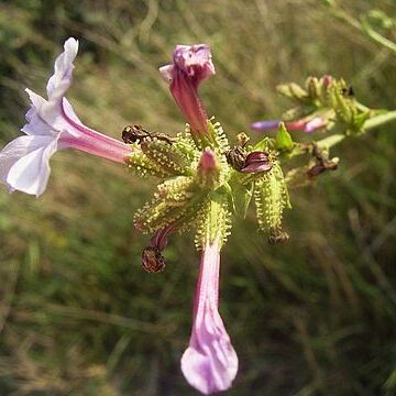 Plumbaginaceae unspecified picture