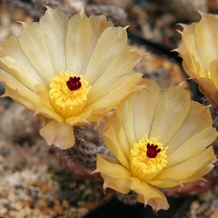 Pterocactus unspecified picture