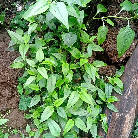 Polygonum microcephalum unspecified picture