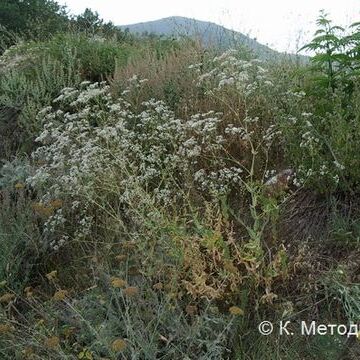 Gypsophila perfoliata unspecified picture