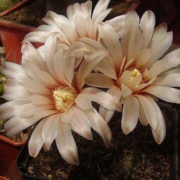 Gymnocalycium erinaceum unspecified picture
