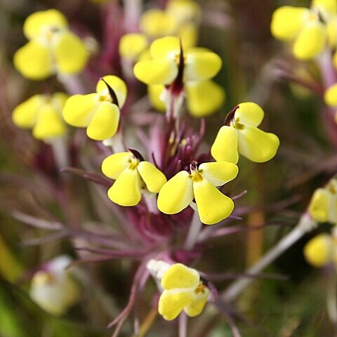 Triphysaria unspecified picture