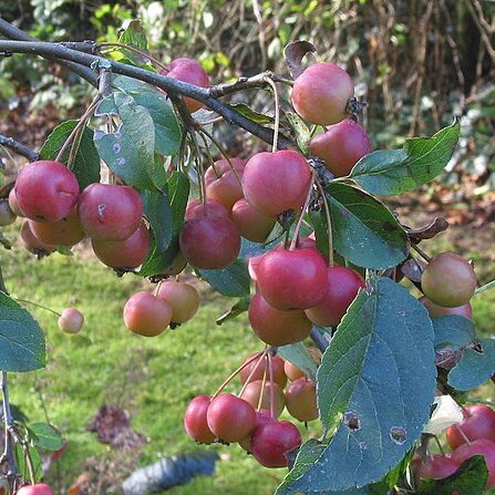 Malus robusta unspecified picture