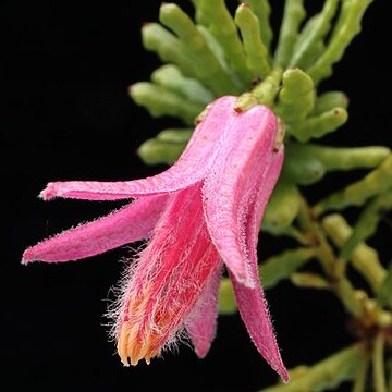 Philotheca coccinea unspecified picture