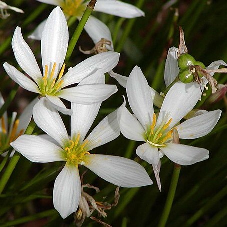 Zephyranthes unspecified picture