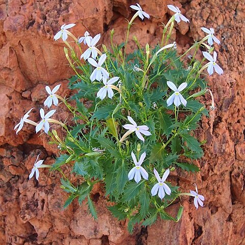 Isotoma unspecified picture