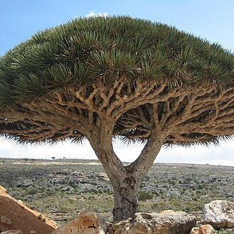 Dracaena cinnabari unspecified picture