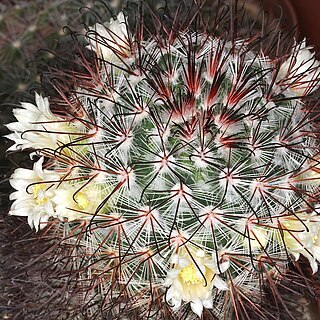 Mammillaria moelleriana unspecified picture
